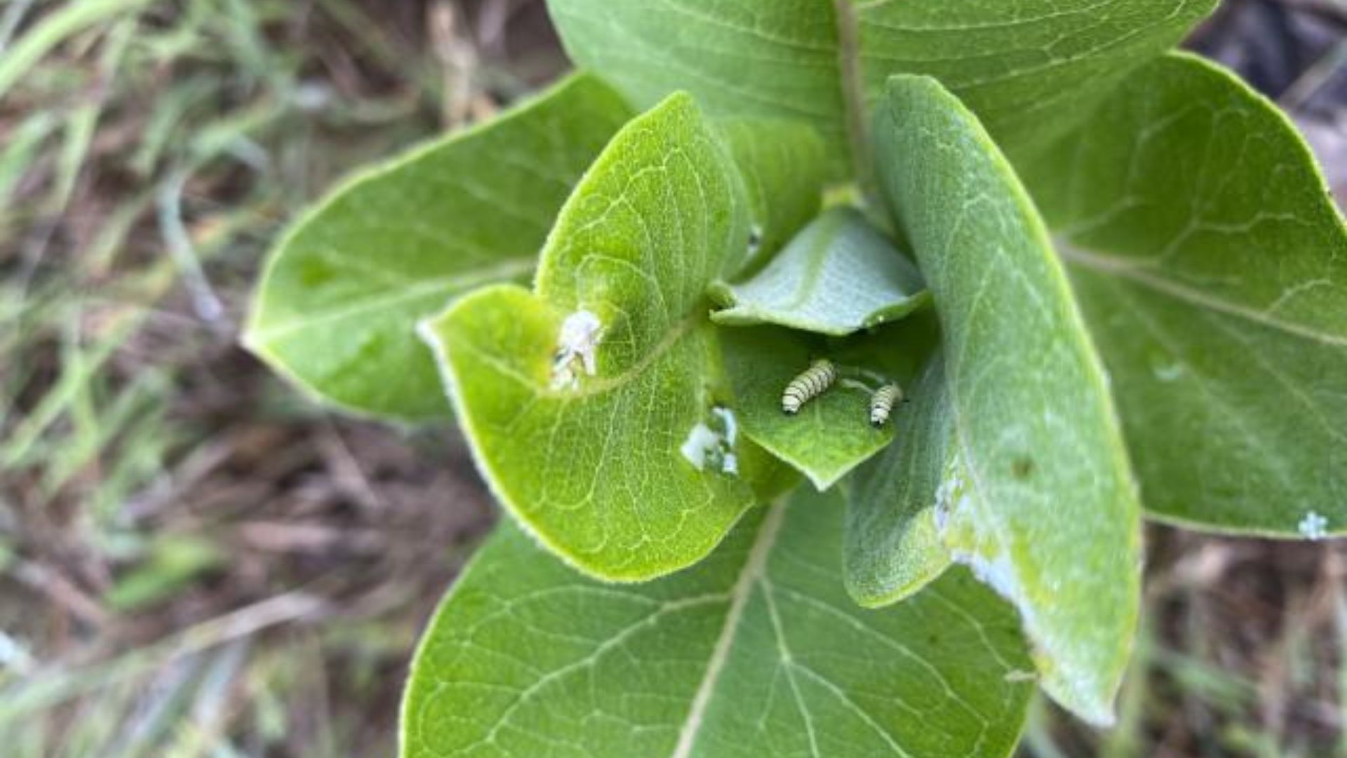 Monarch Larva or Chrysalis (FIRST Sighted)